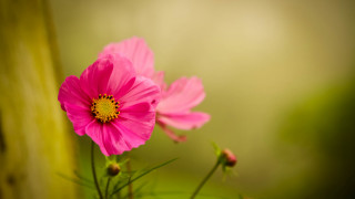 Pink flower blooming green stem - cindy wright free wallpaper