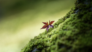 Small purple flower moss wall - a green background and a blurry background free wallpaper