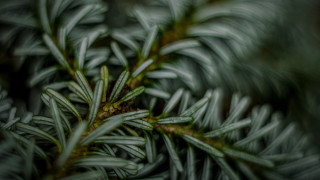 Pine needle branch blurry background - a close up of a pine tree branch free wallpaper