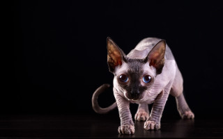 Cat blue eyes standing on - a black background behind free wallpaper