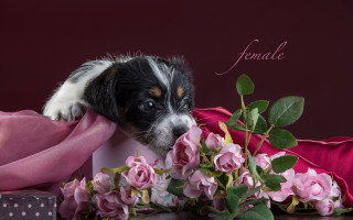 Puppy flower bouquet pink scarf - a pink scarf free wallpaper