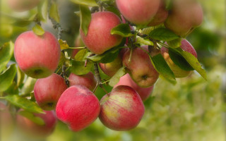 Apples hanging branch leaves blurry - branch and a blurry background free wallpaper for desktop