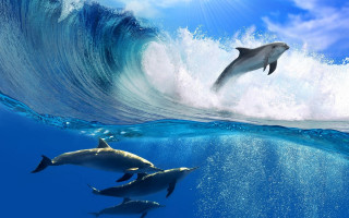 Dolphins ocean wave beach sky - ocean free wallpaper for desktop