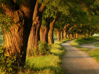 Path trees grassy field golf - a white bench free wallpaper for desktop