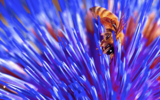 Bee purple flower macro planet - the flower free wallpaper