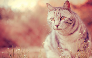 Serious cat in field photorealistic - its face free wallpaper