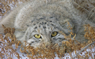 Cat snow surprised ecological puzzle - sharp focus free wallpaper