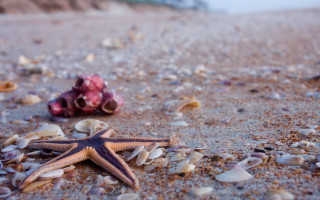 Starfish shells beach shell shallow - sandy free wallpaper
