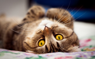 Cat laying bed yellow eyes - yellow eye free wallpaper