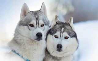Husky snow dogs serious eyed - husky free wallpaper