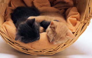 Kittens sleeping basket white blanket - a basket free wallpaper