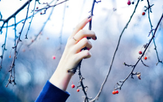 Person reaching berry branch blurry - berry free wallpaper for desktop