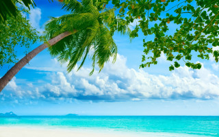 Palm tree beach ocean sky 2 - a blue ocean free wallpaper