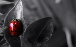 Ladybug leaf plant macro nature - spot free wallpaper