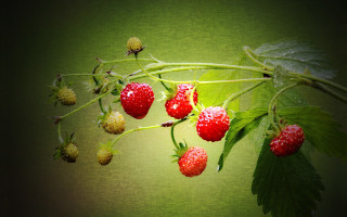 Strawberries branch leaves green background - a green background behind them free wallpaper