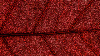 Red leaf veins macro art - alberto burri free wallpaper
