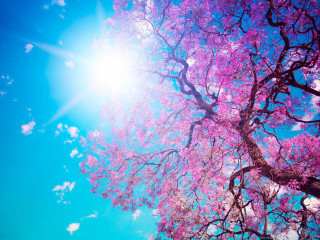 Pink cherry blossoms sunlight outdoors - a clear day free wallpaper