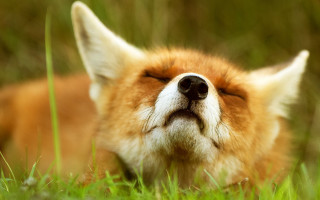 Dog grass resting eyes blurred - a close up of a dog free wallpaper