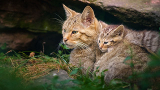 Two cats grass nature outdoors - two cat free wallpaper for desktop