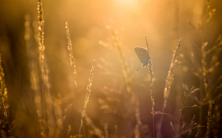 Butterfly grass sunset city horizon - backlight free wallpaper