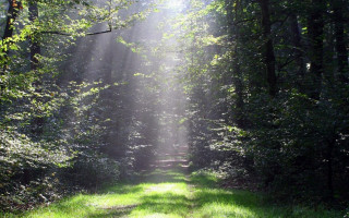 Woodland path sunbeams trees grass - sunbeam free wallpaper