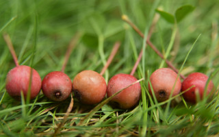 Red berries green grass blurry - green grass free wallpaper