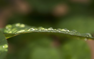 Green leaf water droplets macro 7 - the leaf free wallpaper for desktop
