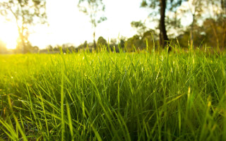 Sunshine forest tree grass bokeh - the background and a tree in the foreground free wallpaper