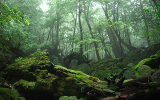 Forest moss rocks trees foggy - green moss free wallpaper