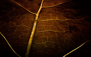 Leaf stem light dark macro - thin free wallpaper for desktop