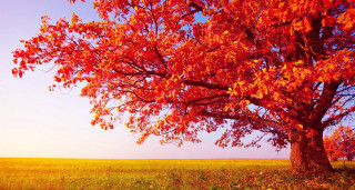 Autumn tree red leaves grassy - arthur quartley free wallpaper for desktop