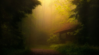 Path woods cabin trees grass - a cabin free wallpaper