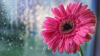 Pink flower water drops window - rain drop free wallpaper