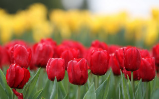 Red tulips yellow background bokeh - red tulip free wallpaper