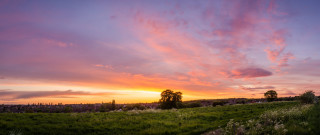 Field tree sunset clouds flowers - free sky wallpaper
