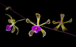 Purple flower wire glowing cryptic - a wire free wallpaper