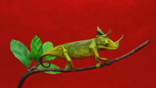 Green chameleon branch leaves red 2 - david diao free wallpaper for desktop