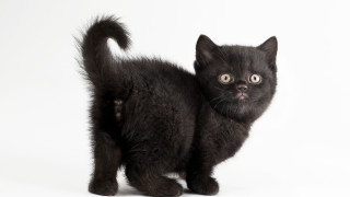 Black kitten surprised tail white - black background free wallpaper for desktop