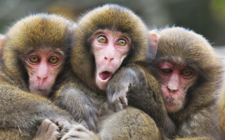 Three monkeys making faces yellow - arthur quartley free wallpaper for desktop