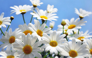 Daisy blue sky macro flower - against free wallpaper for desktop