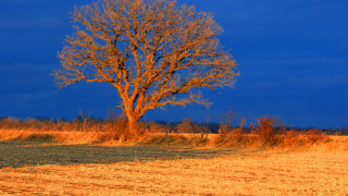 Lone tree autumn leaves sunset - a lone tree in a field free wallpaper