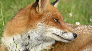 Fox laying in grass blurry - beatrix potter free wallpaper
