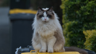 Cat yellow vehicle parking lot - top free wallpaper for desktop