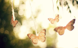 Butterflies string forest sunlight magical - sunlight free wallpaper for desktop