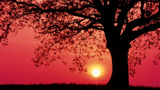 Sunset tree red sky clouds - a red sky in the background free wallpaper