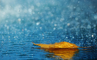 Leaf water rain blue sky - rain free wallpaper