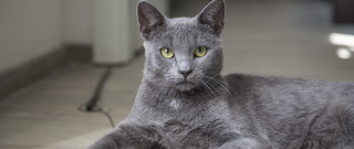 Gray cat green eyes curious - green eye free wallpaper