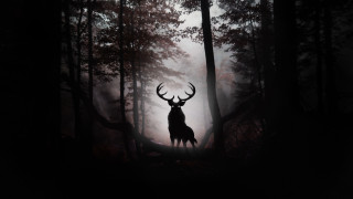 Deer forest fog gothic matte - a deer free wallpaper