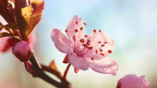 Pink flower branch blue sky 3 - claire dalby free wallpaper
