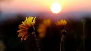 Yellow sunflower field sunset moon - top of a field free wallpaper